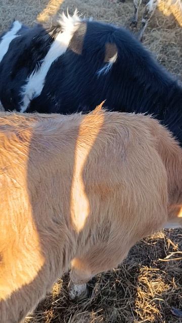 Запустили партию бычков в загон