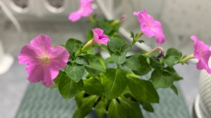 Всем хорошего дня 🌞Обзор розобудных пеларгоний 🌺