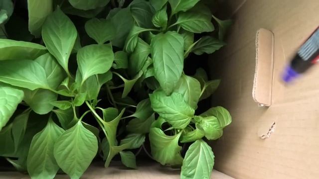 Перевозка рассады на участок