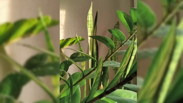 Красота в глазах смотрящего