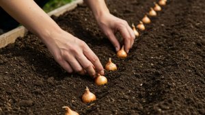 Как посадить лук-севок, чтобы он вырос крупным и не болел