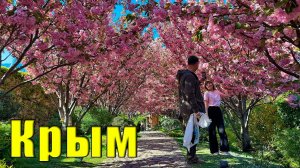 КРЫМ СЕГОДНЯ - ПОСМОТРИТЕ, КАК ЦВЕТЁТ САКУРА В ОТЕЛЕ "МРИЯ" И ГЛИЦИНИЯ В СИМЕИЗЕ.