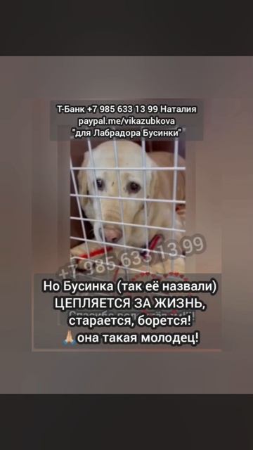 Сбор стоит..Она никому не нужна, ею попользовались и сдали на убой. Помогите спасти..