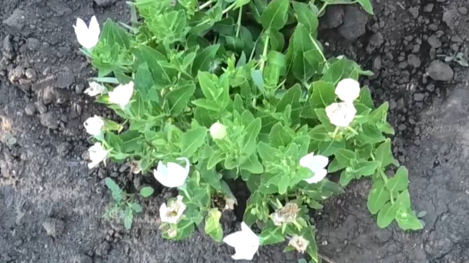 Взошел многолетний цветок платикодон