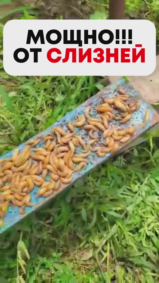 Слизни Исчезнут Навсегда СРОЧНО Полейте Этим Грядки Результат за Ночь