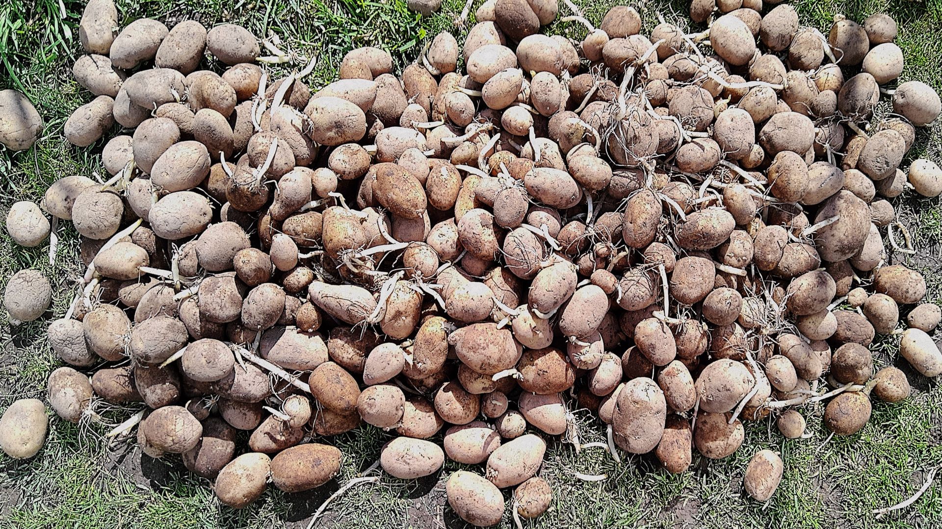 Картофель Удача