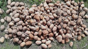 Картофель Удача