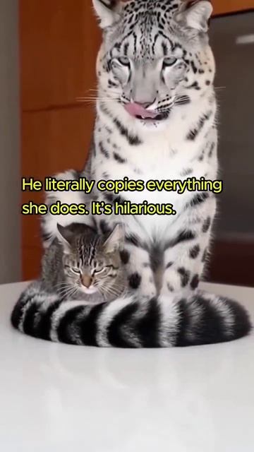 Кошка вырастила снежного барса с пеленок. Теперь повзрослевший хищник оберегает её