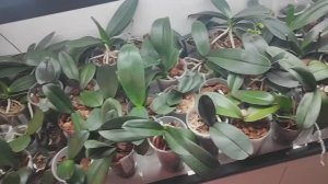 #190 ОрхоVLOG гуляем по полочкам.  Орхидеи уезжают, но Ещё куча малышей осталась 😛.