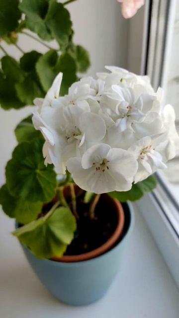 Пеларгония Мадам Рекамьер