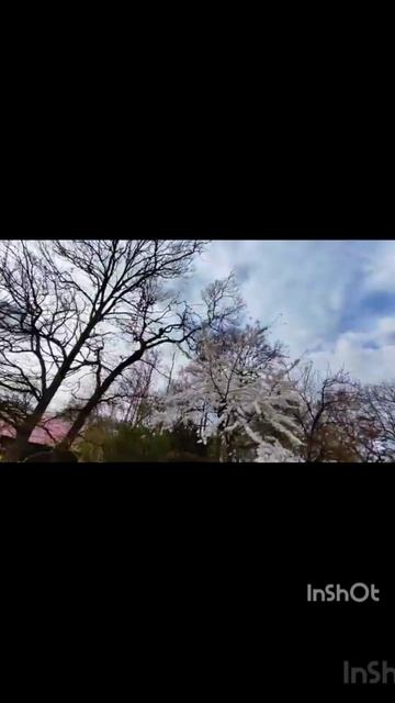 мая красавица