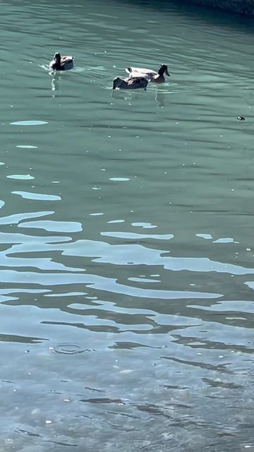 Сочинский вайб. Апрель 2026