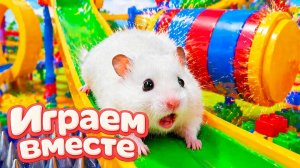 ХОМЯК ВЫБИРАЕТСЯ ИЗ СЕКРЕТНОЙ ХОМЯЧЕЙ ТЮРЬМЫ часть 7 ! Помогаем выбраться из лабиринта !