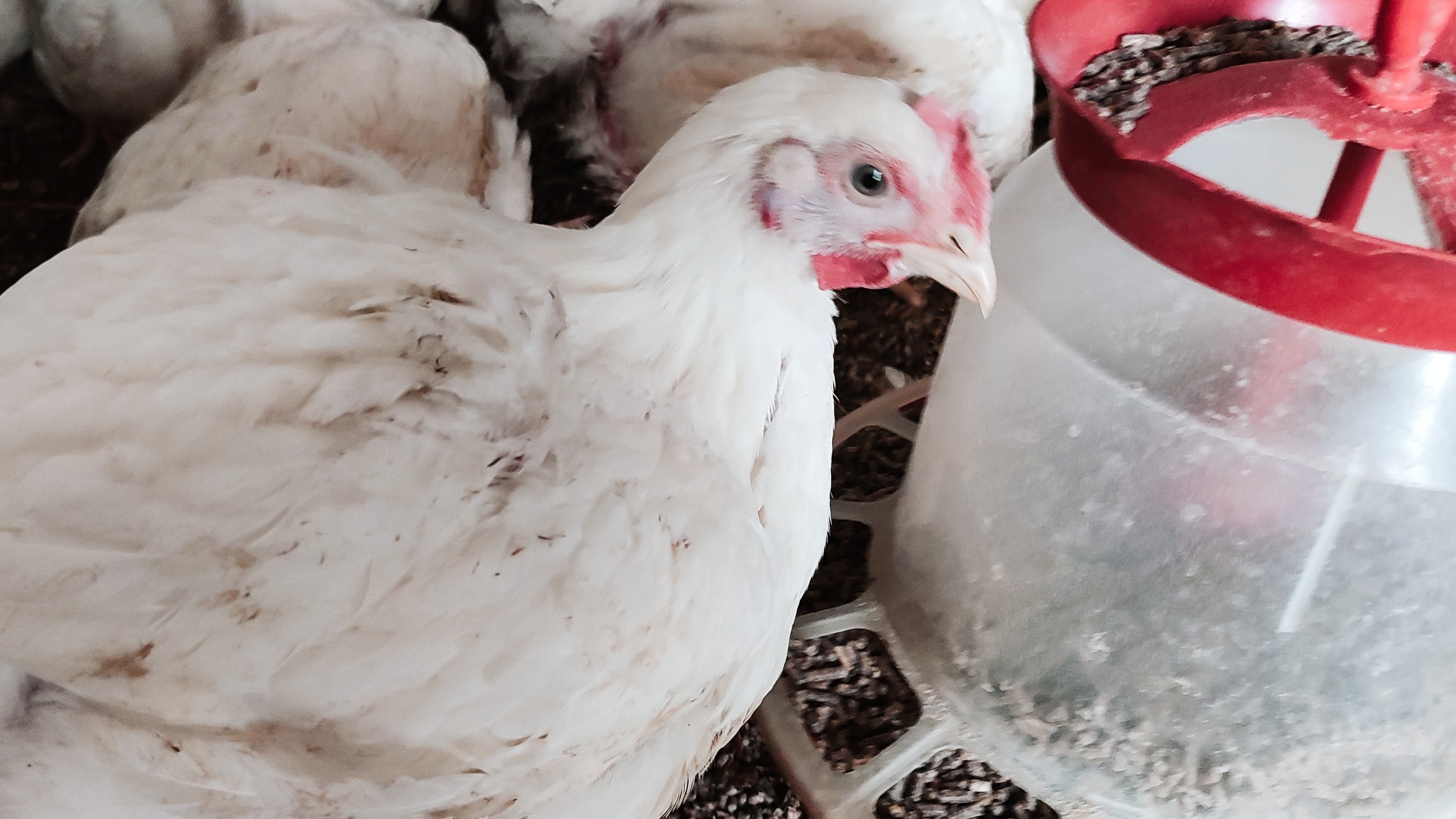 Бройлер Кобб 500 и Техасский перепел