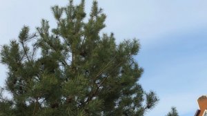 Записки из Подмосковья