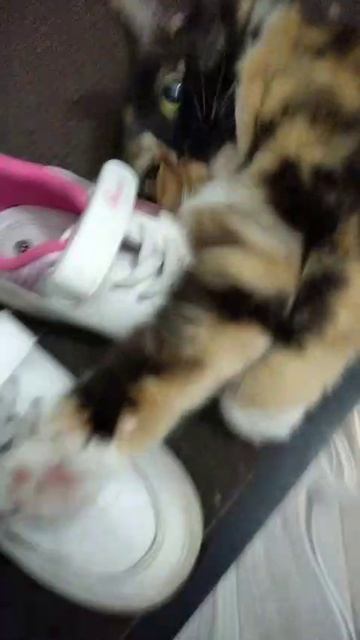 наша кошка яра