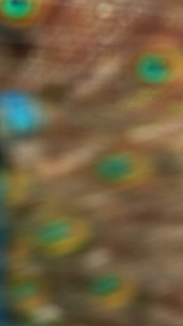 Гордость павлина.