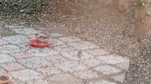 довольные белки