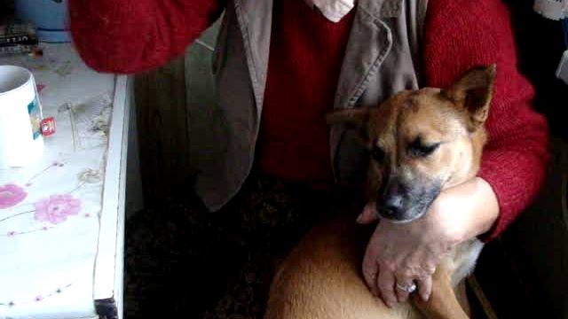 MOV06185 лёля и собака