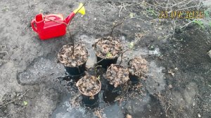 Размножение яблони прикапыванием веток для получения корнесобственных саженцев. Посадка отводков.