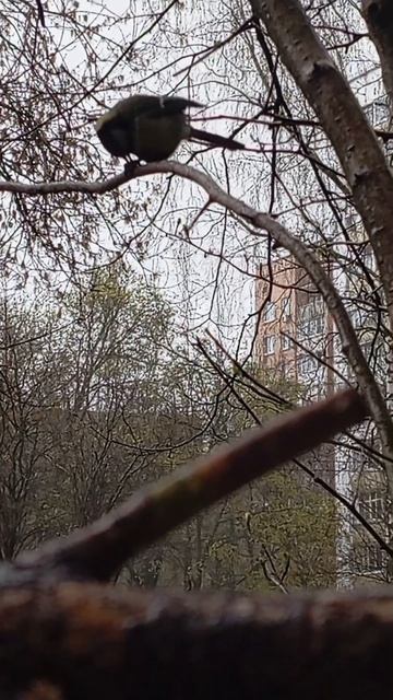 Дальние кормушки для синиц и белочек пополнила кормом (26.04.26.)