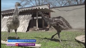 Экзотических птиц разводит житель Северной Осетии