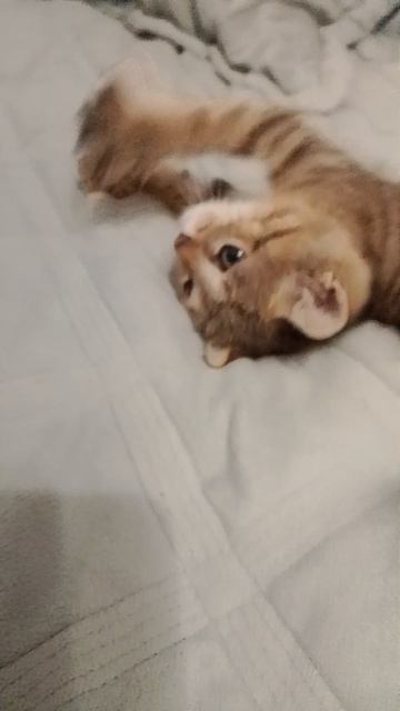 Стёпа  умываяться