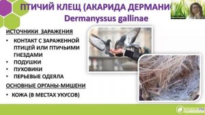 Клещи и их влияние на организм