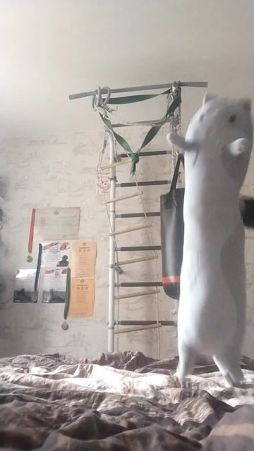 Поддержите котика!