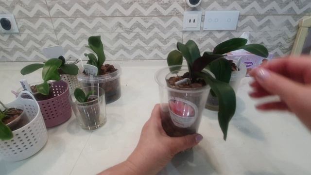 3 месяца после пересадки. Обзор пересаженных орхидей.