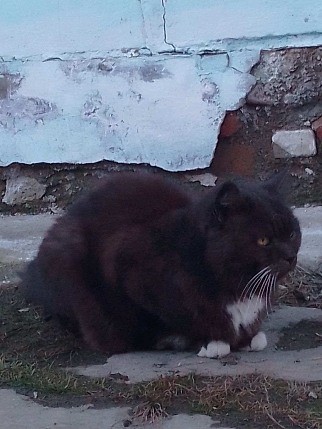 разговариваем в чате