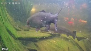 Жизнь в пруду