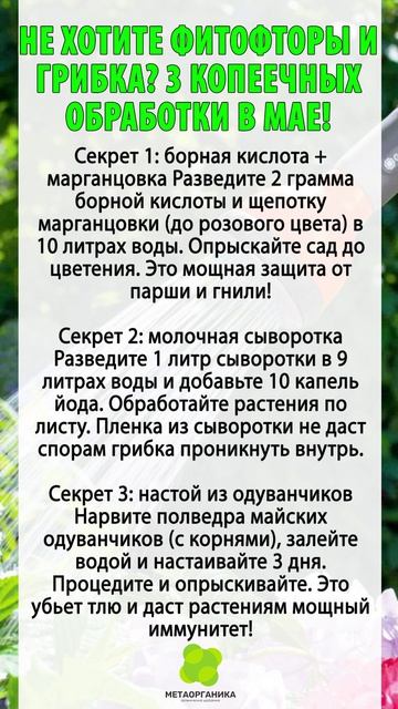 Не хотите фитофторы и грибка? 3 копеечных обработки в мае