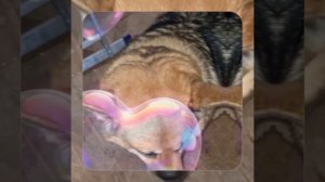 1000057095.mp4 (Собака наблюдает за устройством лестницы на 2-ой этаж в доме А-фрейм)