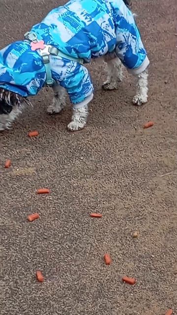 Пополнила кормушку для воробьёв (26.04.26.)