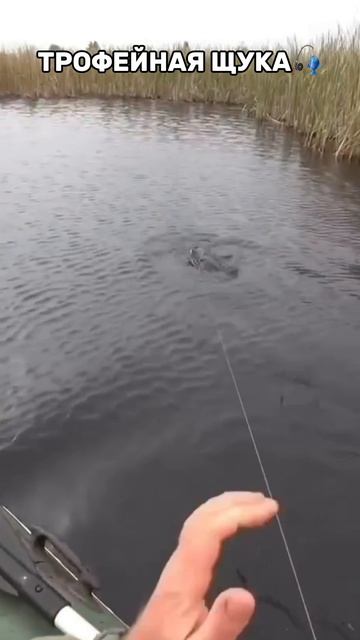 Щука трофейная🎣