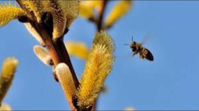 28 апреля - Пудов день. Традиции и народные приметы