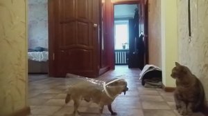 Плащ для чихуахуа/Экстремальная прогулка с питомцем/Жизнь в провинции/Россия 🇷🇺