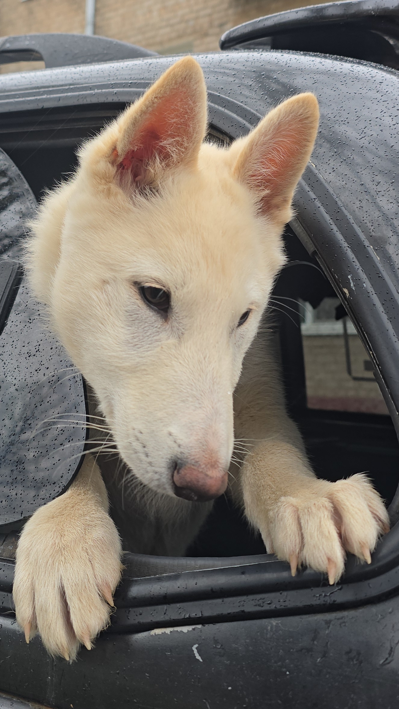 За вкусняшками