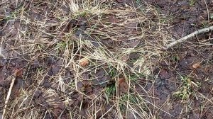 Первые строчки в Никологорах