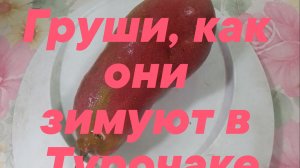 Как зимуют южные груши в Турочаке