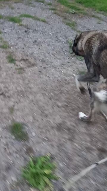 тарзан на прогулке