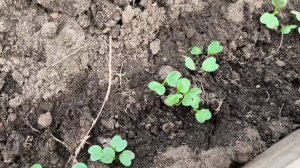 Готовлю теплицу для томатов🍅 Взошёл редис💃