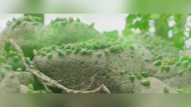 Ненасытная гусеница Павлиноглазка