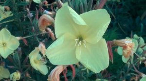 Энотера распускается - Петровск TV (720p)