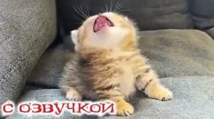 Приколы с котами🤗С_ОЗВУЧКОЙ__Самые_Смешные_Животные🤣СМЕШНЫЕ_КОТЫ_2026__-_YouTube