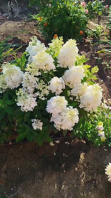 Метельчатая гортензия Беби Лейс.