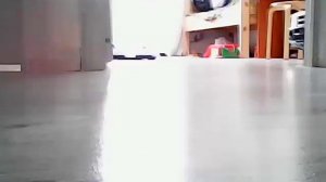 видео про кошку Бусю