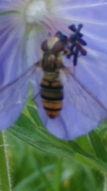 вкусный нектар и пыльца 2022