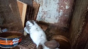 Броллер, выведен в инкубаторе 22.03.2026.Переезд на нижний этаж, хорошие соседи.26.04.2026.